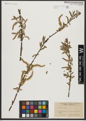 Foto von Salix alba L.